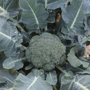 Капусти броколі ГОНГГА F1 | GONGGA F1 Syngenta поштучно