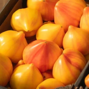 Томат Мадрід (Clause) 250 насінин