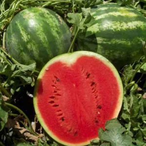 Кавун АУ Продюсер (Hollar Seeds) 0.5 кг