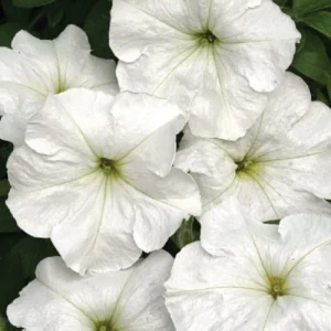 Петунія Анжеліка F1 10 гранул СЦ Cerny