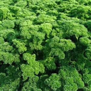 Петрушка Астра (кудрява) (металізована) ІС 10 г