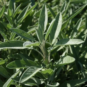 Шавлія лікарська СЦ Hem Zaden 0.5 г