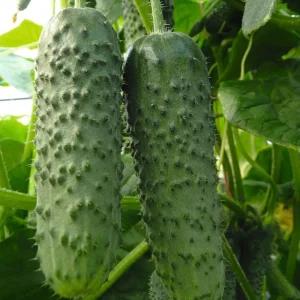 Огірок Амур F1 СЦ Bejo Zaden 10 насінин