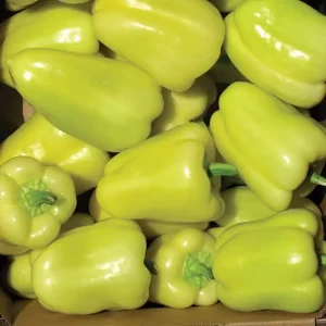 Перець Блонді F1 СЦ Syngenta 8 насінин