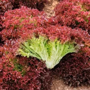 Салат Бахус тип лоло росса, насичено-червоний СПЕКТР 20 насінин