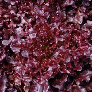 Салат Верала (металізована) ІС 0.5 г