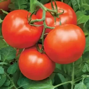 Томат Бобкат (Syngenta) 1000 насінин