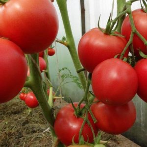 Томат Балада (любительська (~100 насінин)) ІС 0.3 г