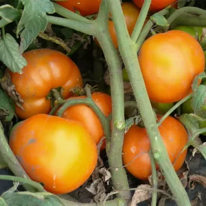 Томат Солідо (Spark Seeds) 500 насінин