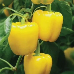 Перець Люмос (Syngenta) поштучно