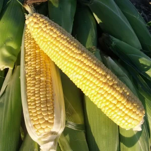 Кукурудза Драйвер (Clause) 5000 насінин