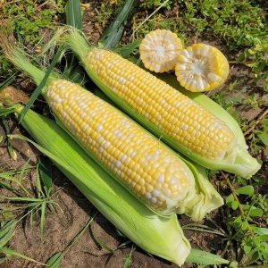 Кукурудза цукрова Акведук (Spark Seeds) 2500 насінин