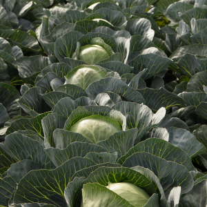 Капуста Сторідор (Syngenta) 2500 насінин