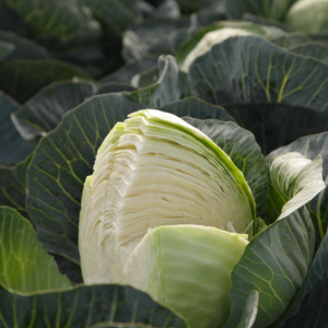 Капуста Сторідор (Syngenta) 2500 насінин