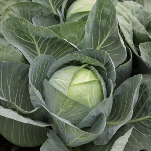 Капуста Сторідор (Syngenta) 2500 насінин