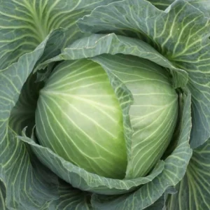 Капуста Кеплер (Syngenta) 2500 насінин