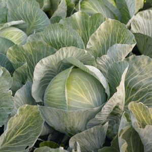 Капуста Кеплер (Syngenta) 2500 насінин