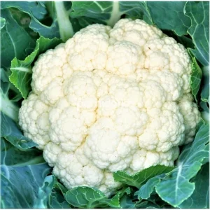 Капуста цвітна ГОХАН F1 | HOKHAN F1 Syngenta поштучно