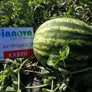Кавун АУ Продюсер (Innova Seeds) 0.5 кг
