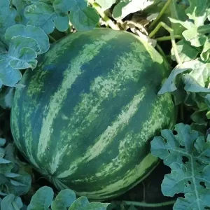 Кавун АУ Продюсер (Innova Seeds) 0.5 кг
