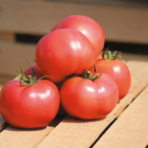 Томат Хепінет (Syngenta)