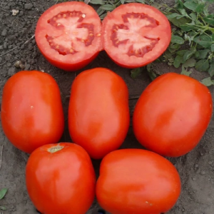 Томат 1510 (Spark Seeds)