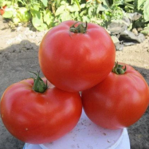 Томат 1504 (Spark Seeds)