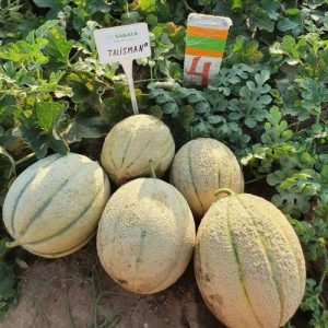 Диня Талісман (Sakata) 1000 насінин