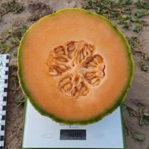 Диня Талісман (Sakata) 1000 насінин