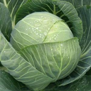 Капуста Рапідіон F1 (Seminis) 2500 насінин