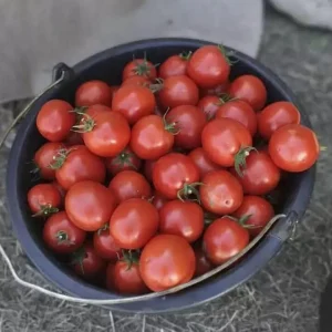 Томат Асвон F1 (Kitano) 1000 насінин