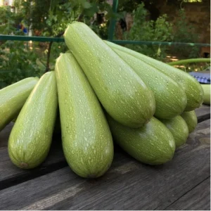 Кабачок Марселла F1 (Enza Zaden) 500 насінин