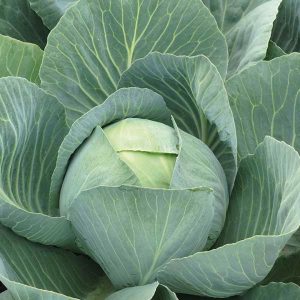 Капуста Золтан F1 (Hazera) 2500 насінин