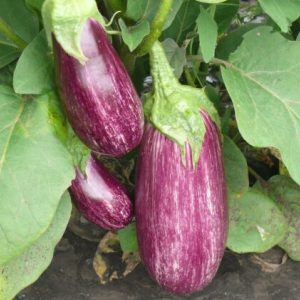 Баклажан Ріко F1 (Spark Seeds) 100 насінин