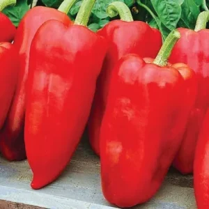 Перець Політ Елітний ряд (Молдова) 500г