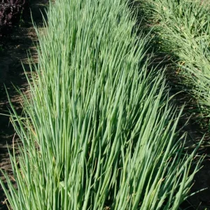 Цибуля на перо Легіонер (Breeding Seeds) 100 г