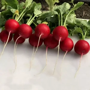 Редис Аутелла F1 (Hazera) 50 000 насінин (3.40-3.60мм)