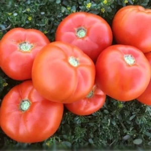 Томат 1503 F1 (Spark Seeds)