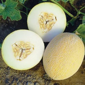 Диня Амал F1 (Clause)