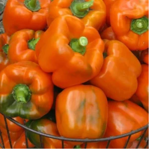 Перець Магно F1 (Enza Zaden)