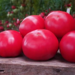 Томат Макан F1 (Clause)