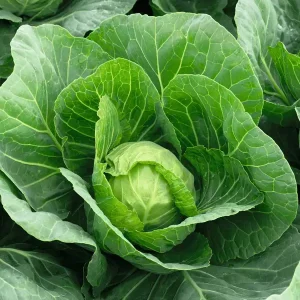 Капуста Мірор F1(Syngenta)