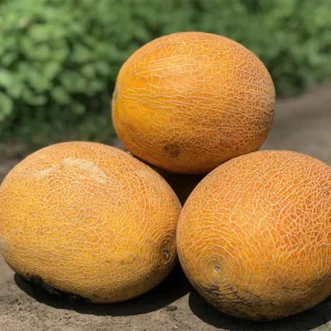 Диня Нево F1 (Hazera)