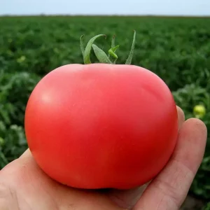 Томат Пінк Буш F1 (Sakata)