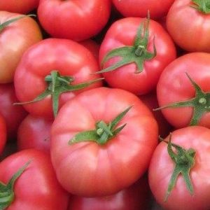 Томат Пінк Буш F1 (Sakata)