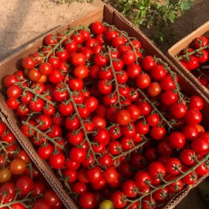 Томат черрі Порпора F1 5нас.