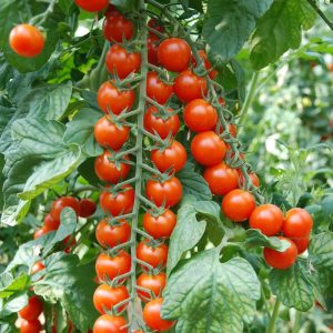 Томат черрі Порпора F1 5нас.