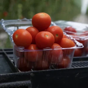 Томат черрі Сакура F1 (Enza Zaden)