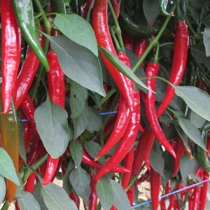 Перець Хайфі F1 (Enza Zaden)