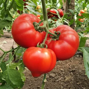 Томат Домінет F1 (Syngenta) 500 насінин